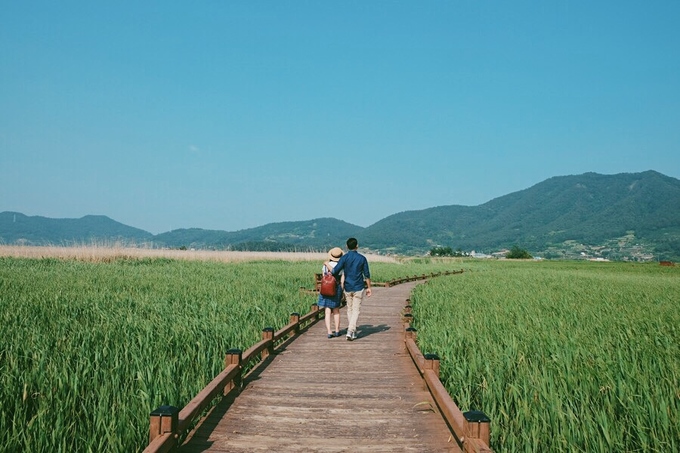 Canh đồng lau sậy Hàn Quốc